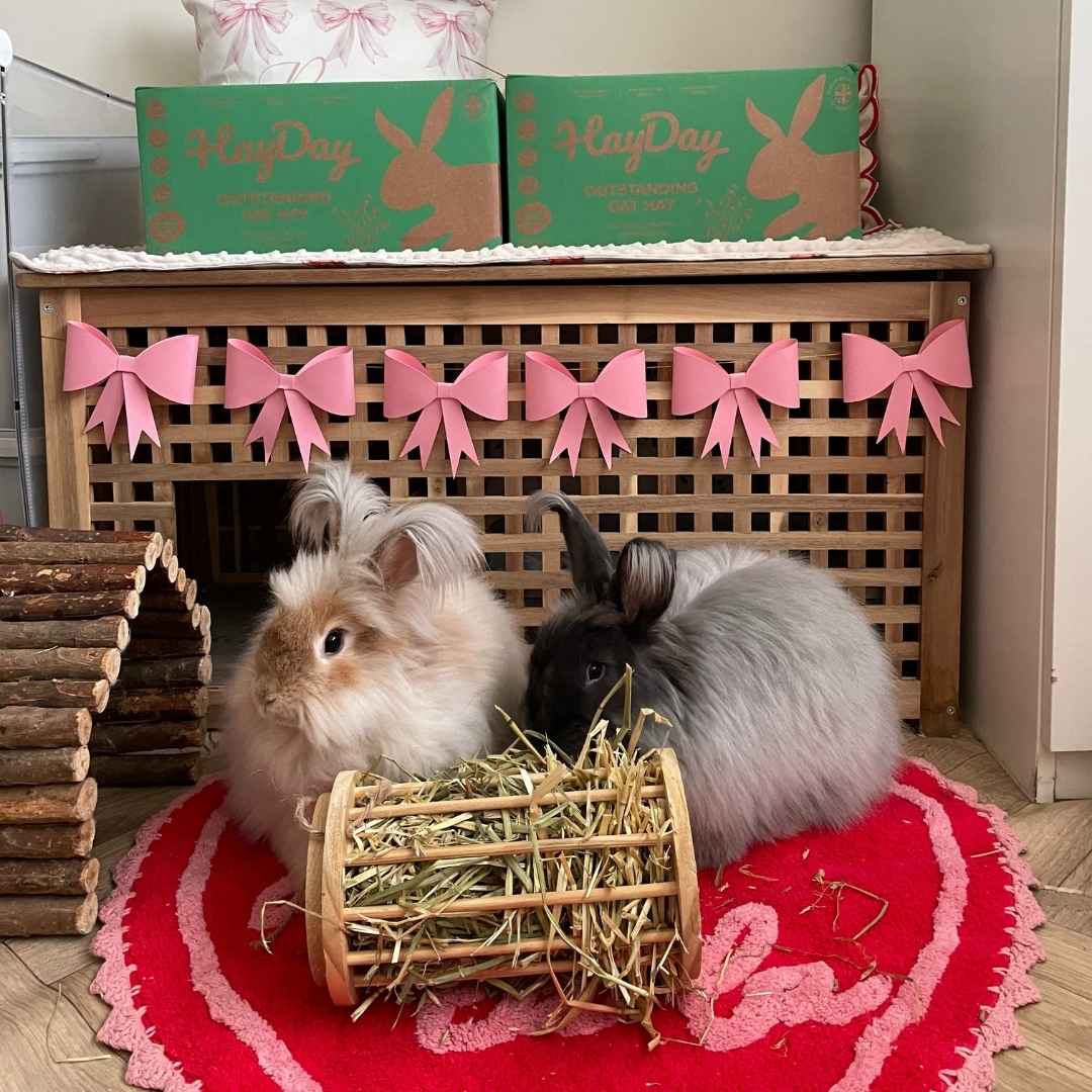 Two rabbits alongside HayDay's Outstanding Oat Hay.