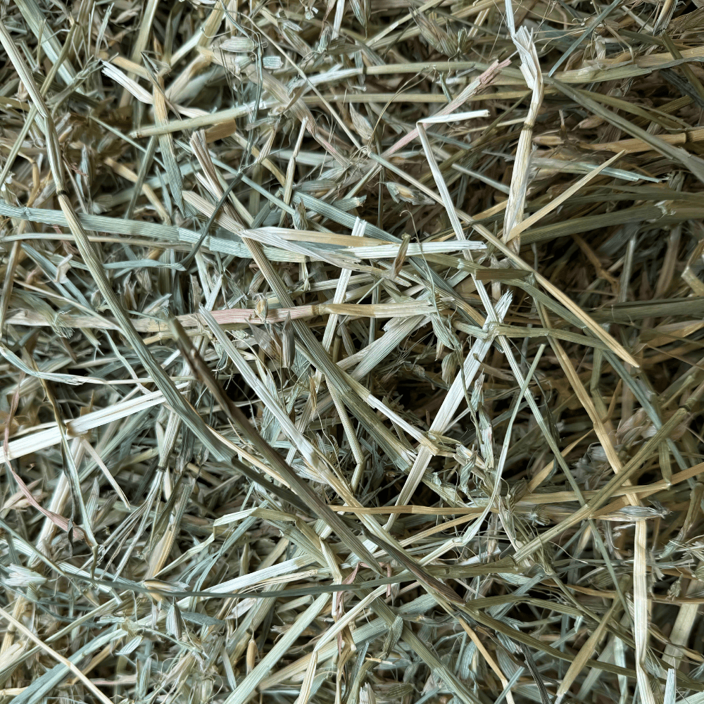 Close-up of HayDay's Oat Hay.