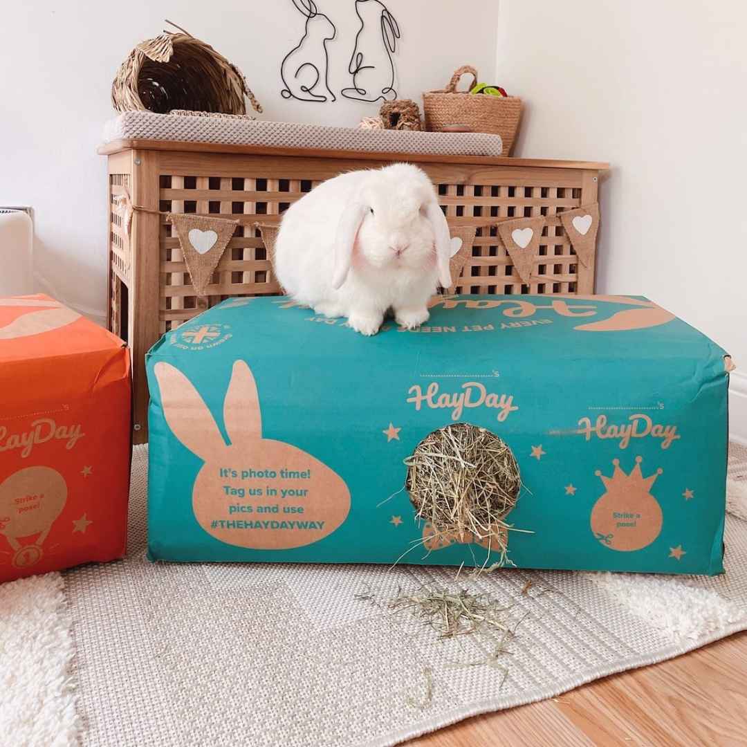 Customer Photos  | White Rabbit on Green, Moreish Meadow HayDay Box - HayDay HQ