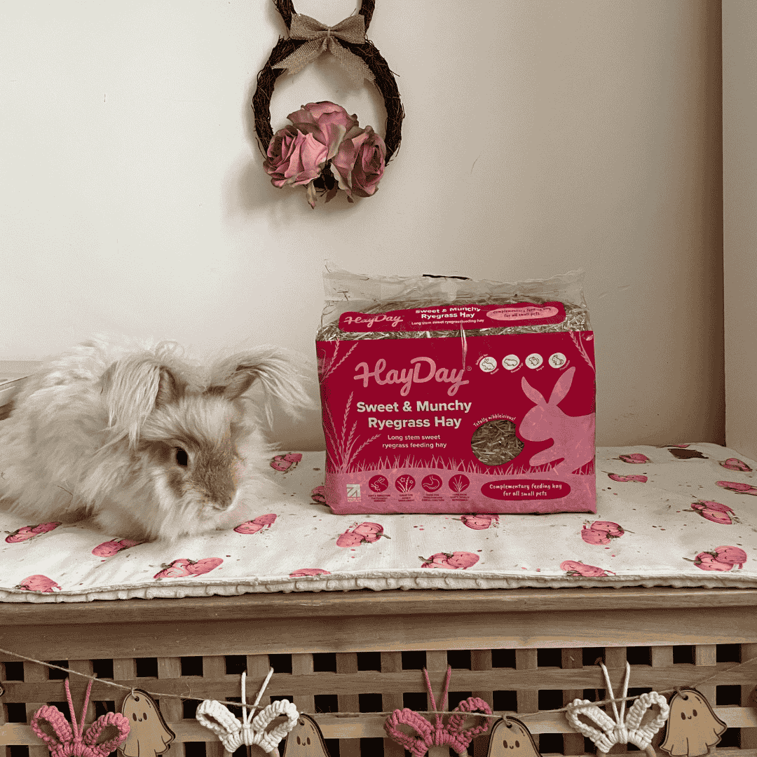 HayDay Sweet & Munchy Ryegrass hay package on a wooden shelf alongside a white Angorra rabbit.