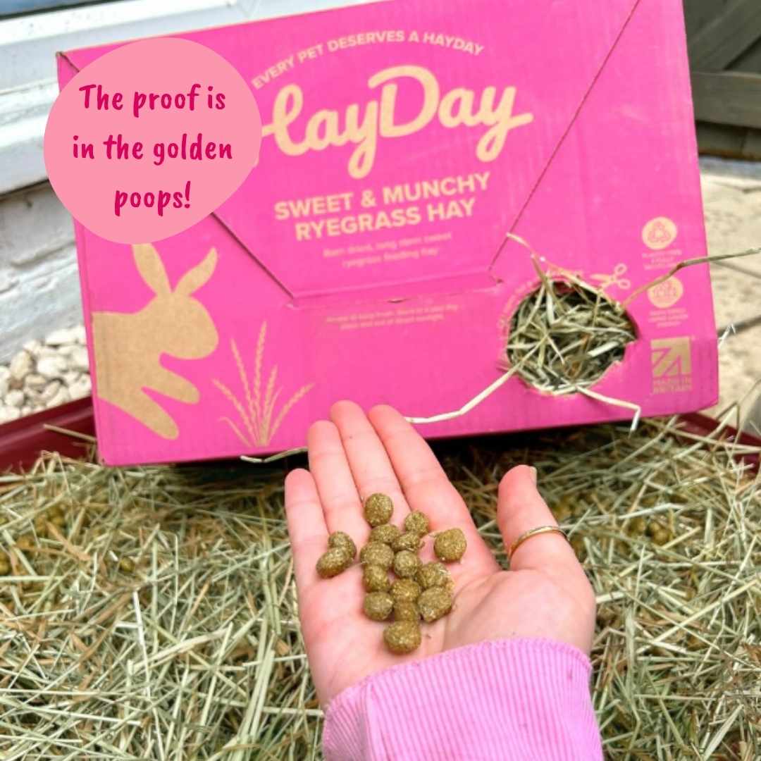 Pink box of HlayDay' Sweet and Munchy Ryegrass hay with a hand holding golden rabbit poop. The proof is in the golden poops!