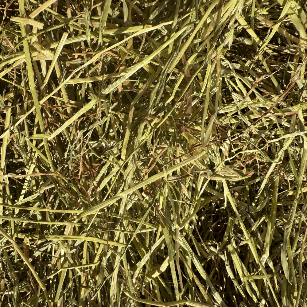 Close-up of HayDay's Ryegrass Hay.
