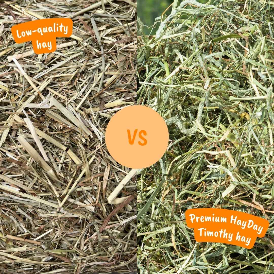 Comparison of low-quality hay on the left and premium HayDay timothy hay on the right, with 'VS' in the center.