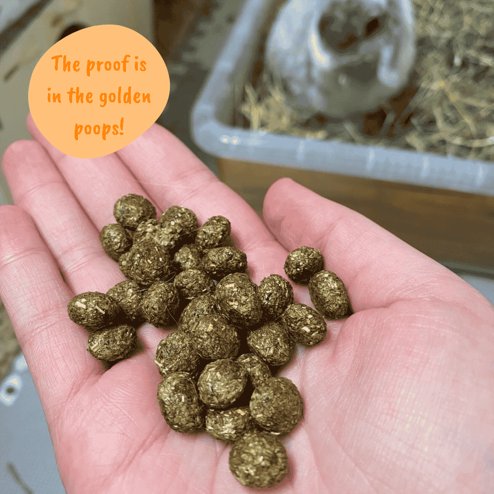 Hand holding golden rabbit poops with a humorous text overlay "the proof is in the golden poops" in the corner on an orange background.