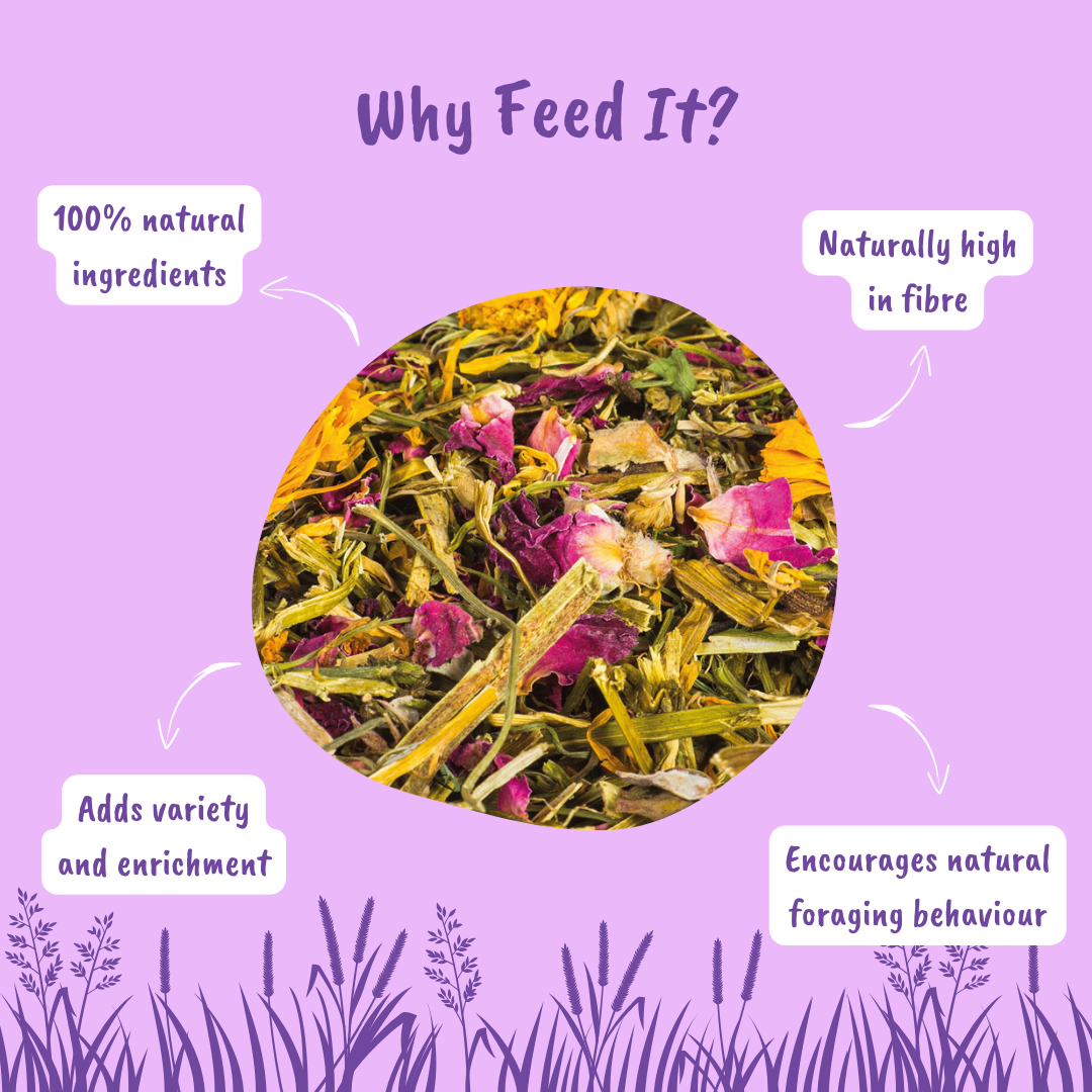 Wildflower Wonder Forage Mix for Small Pets - Info