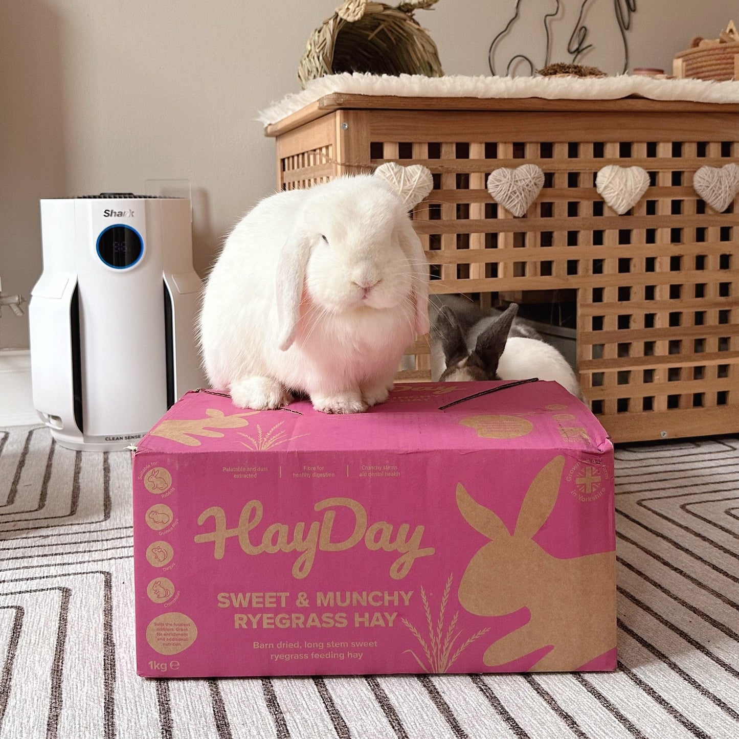 Two rabbits (@RonnieTheMinlop) with their Sweet and Munchy Ryegrass Hay Box