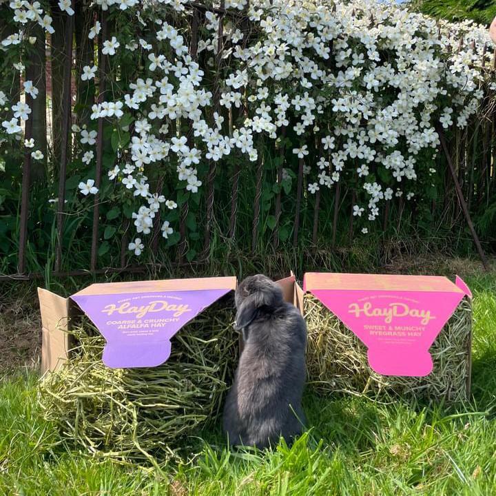 Grey Rabbit alongside HayDay Ryegrass Hay and Alfalfa Hay Boxes.